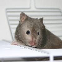 Photo de profil de Piwi