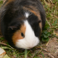 Photo de profil de Tipouik