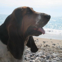 Photo de profil de Allumette