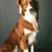 Photo de profil de Diabolo
