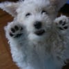 Photo de Frisbee