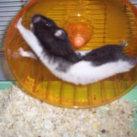 Photo de profil de Tekiila