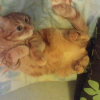 Photo de Garfield