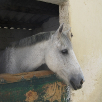 Photo de profil de Merlin