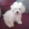 Photo de Diiabolo, Bichon à poil frisé