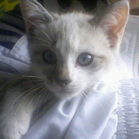 Photo de profil de Kara