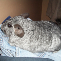 Photo de profil de Norton