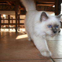 Photo de profil de Iskar