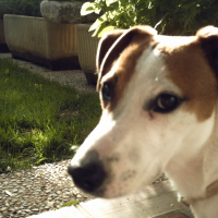 Photo de profil de Bono