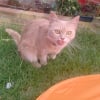 Photo de Kisa