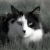 Photo de Timimi