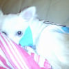 Photo de Doddy