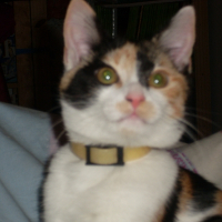Photo de profil de Chanel