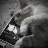 Photo de Tibidou