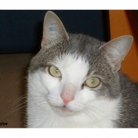 Photo de profil de Nemo