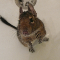 Photo de profil de Stuart little