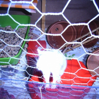 Photo de profil de Tiki