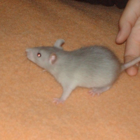 Photo de profil de Myrtille