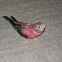 Photo de profil de Chloé