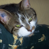 Photo de Gavroche