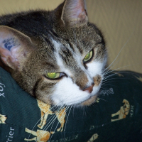 Photo de profil de Gavroche