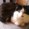 Photo de Chat