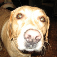 Photo de profil de Silver