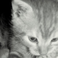 Photo de profil de Eliott
