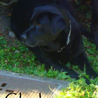 Photo de profil de Clochette
