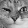Photo de Praline