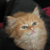 Photo de Papaye