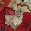 Photo de Vanille