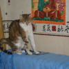 Photo de Shisouka