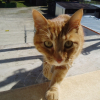 Photo de Cookie