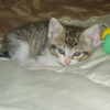 Photo de Simba