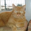 Photo de Spirou