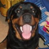 Photo de Calif, Rottweiler
