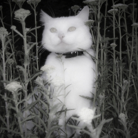 Photo de profil de Roméo