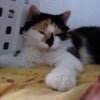 Photo de Princesse