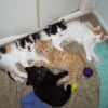 Photo de Mes petits bb