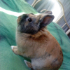 Photo de Caramel