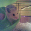 Photo de Lilo, Hamster