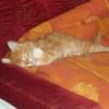 Photo de Tigrou, Persan