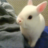 Photo de Lyli, Lapin