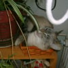 Photo de Whisky