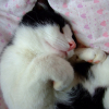 Photo de Chita 