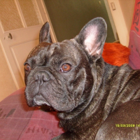 Photo de profil de Moustique