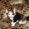 Photo de Chipie