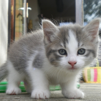 Photo de profil de Hercule