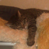 Photo de Chaton